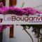 Le Bouganville