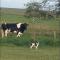 THISTLEDOWN - Ballina - Crossmolina - County Mayo - Sleeps 8 - Sister property to Inglewood