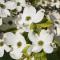 Dogwood Bed & Breakfast