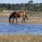 Foto: Chalets – Bungalowpark Mooyeveld – Uniek gelegen in de duinen! 24/25