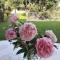 Provence Dodo photo 20