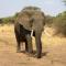 John and Noleen's place - Marloth Park