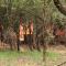 John and Noleen's place - Marloth Park