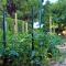 Green Garden Apartment