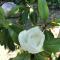 Finca Son Vivot