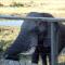 Nambiti Plains Lodge - Wildreservat Nambiti