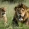 Nambiti Plains Lodge