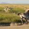 Nambiti Plains Lodge - Wildreservat Nambiti