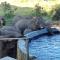 Nambiti Plains Lodge