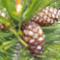 Camping Pomme de Pin