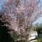 Camping Pomme de Pin