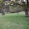 Muckross Riding Stables