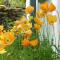 Dolmurgoch Snowdonia Cottage