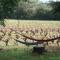 Les Vignes de Terrisse