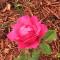 Antique Rose Inn Windham