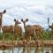 Wildehondekloof Game Lodge - Matjiesrivier