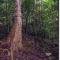 Seclude Rainforest Retreat - Palm Grove