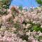 Antique Rose Inn Windham