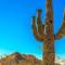 Desert Foothills