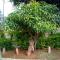 Comfort Palace Guest House Kasane