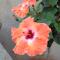 B&B Hibiscus