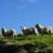 Foto: Aww Sheep-Uninterrupted Magnificent View 34/34