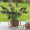#Luxlikehome - Kriopigi Pines by the Sea - 克里皮吉
