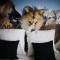 Hotel Sisimiut & Tours