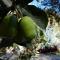 Casa Pukayaku Lodge - Adults Only Nature Retreat