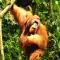 Namo Samsah Jungle Paradise - Riverside Nature Bungalow