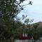 Zante Green View
