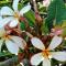 Frangipani