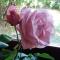 Giardino delle rose - Lido di Fermo
