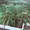 Guest House Niako