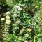Les 3 roses photo 11