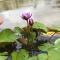 Shreegandha Homestay
