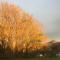 Apitoki photo 20
