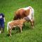 Farm Stay Pirc