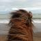 Cora´s House & Horses