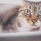 Cat at Greece