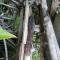 Bentota Orchid House
