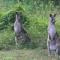 Noosa Hinterland Spectacular Boutique Guesthouse - Cooran