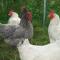 The Brown Hen Guest Accommodation - 班敦