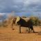 Parsons Hilltop Safari Camp - Balule Game Reserve