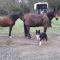 Le petit plessis photo 8