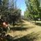 Edelweiss guesthouse, glamping and camping