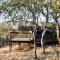 Parsons Hilltop Safari Camp - Balule Game Reserve