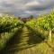 Shadow Creek McLaren Vale - McLaren Vale