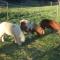 Whispering Spirit Holiday Cottages & Mini Ponies - Franklin