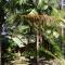 Paradise Palms